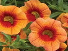 3  X  ORANGE RED EYE