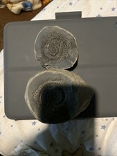 Fossil