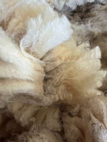 British wool raw fleece - british,