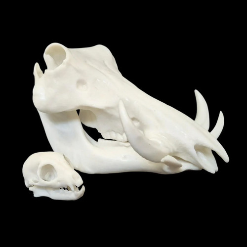 Replica resin warthog skull - replica,
