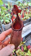 Nepenthes Sibuyanensis x