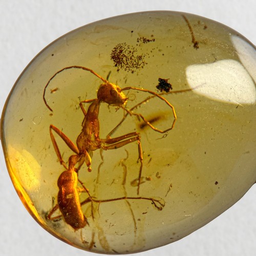 Ant burmese burmite amber - in, /