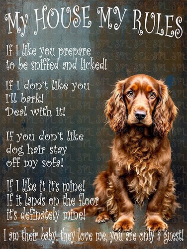 English cocker spaniel - english, my