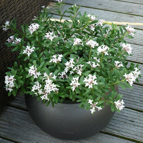 Fragrant shrub daphne eternal - shrub,,