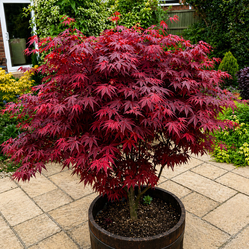 Acer atropurpureum - x,