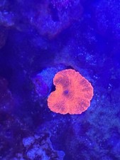 🍊 Orange Crush Jawbreaker