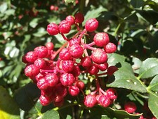 Zanthoxylum bungeanum, rare