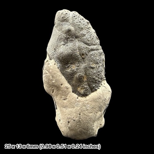 Fossil crab notopocorystes - fossil,