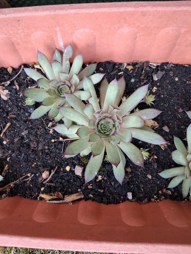 Outdoor cactus sempervivum - outdoor,