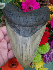 MASSIVE 6 5/16s inch MEGALODON