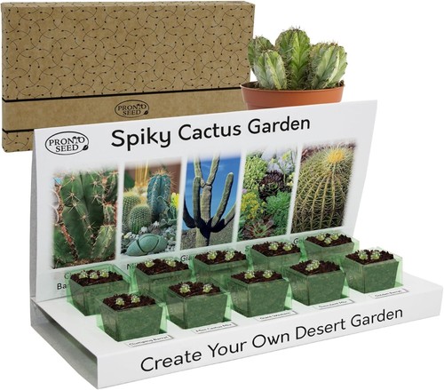 Cactus seeds grow - cactus, your