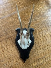 Taxidermy Deer Skull and Antlers on Wooden Shield