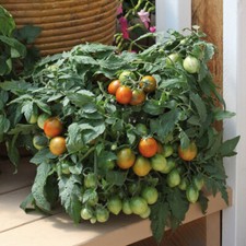 Plum Tomato Tumbling Tigress