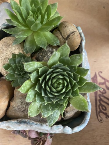 Succulent sempervivum hand - in,