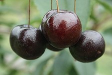 Dwarf sweet cherry 'Black