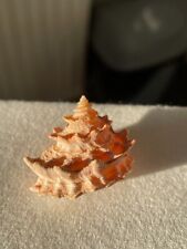 Seashell - Unidentified 'pagoda type' shell 30mm