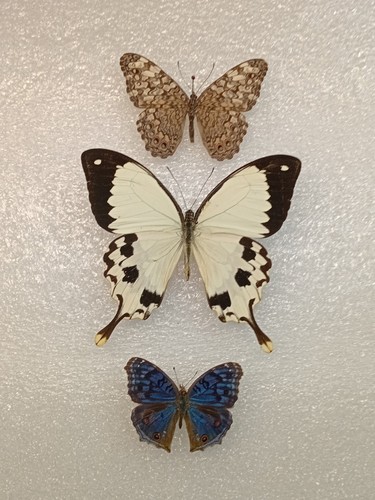 Butterfly crafting bundle - butterfly,