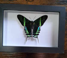 Taxidermy butterflies moths - taxidermy, butterflies/moths