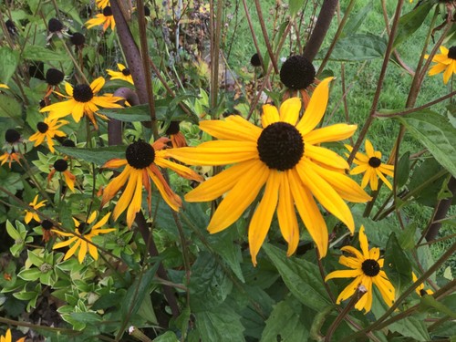 Pots rudbeckia black eyed - 7, of