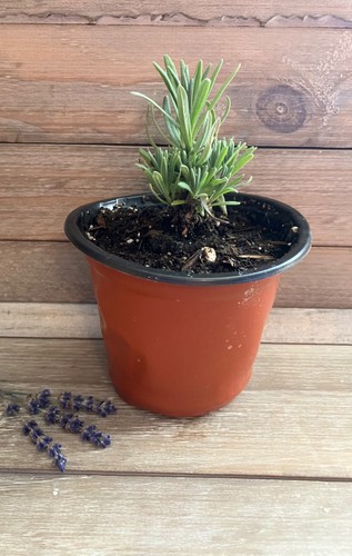 Lavender live plant - plant, 4