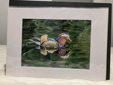 Mandarin Duck Photograph