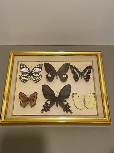 Vintage framed butterfly - vintage,