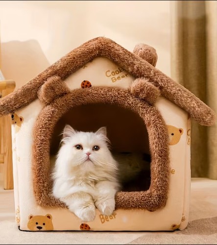 Four season cat - four-season, and