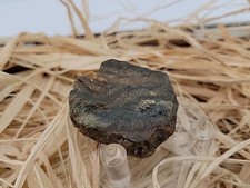 Permineralized Fossil Mammoth