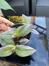 Tradescantia