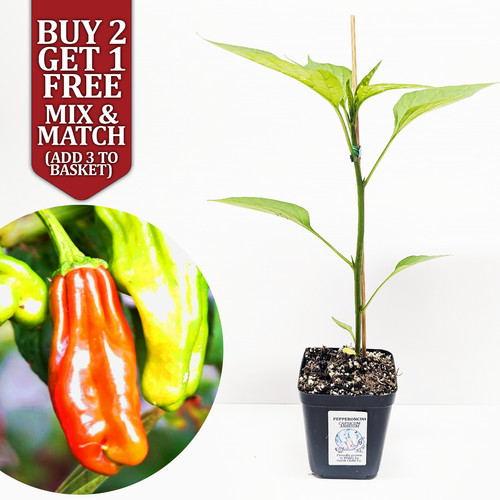 Pepperoncini chilli pepper - chilli,