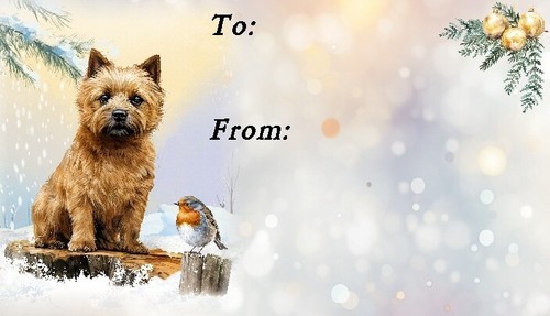Norwich terrier dog christmas - dog,