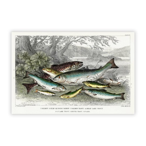 Fished salmon trout - fished, &