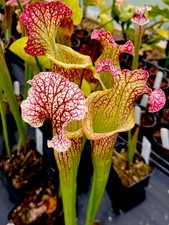 Sarracenia Leucophylla Hybrid (carnivorous pitcher plant)