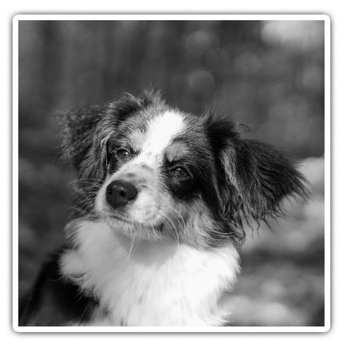 Square stickers cm - square,