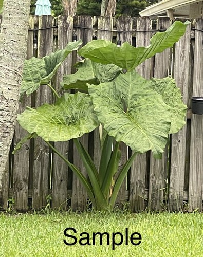 Giant taro colocasia - “giant,