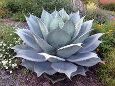 GIANT Whale's Tongue Century Plant - Agave ovatifolia - 10 Seeds - UK Hardy
