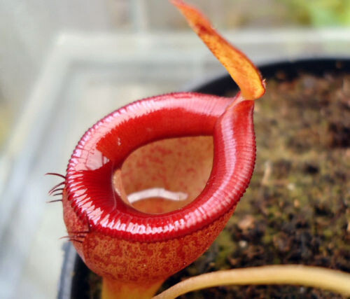 Seeds nepenthes eymae - of,