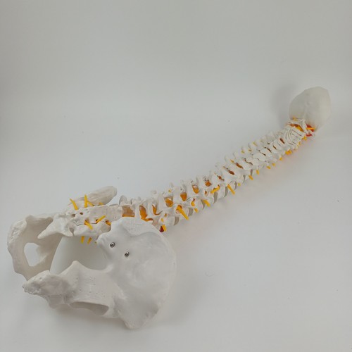 Esp vertebral column spine - vertebral,