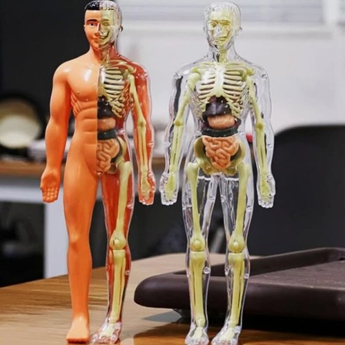 Human body structure - structure, model