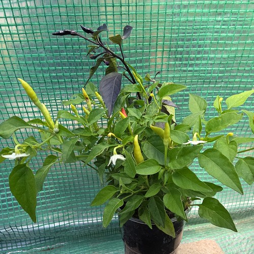 Basket fire chilli - fire, 1