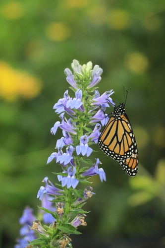 Lobelia siphilitica blue - lobelia,