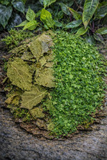 30g mulberry leaves for - mulberry,