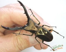 Stag shiny beetle cyclommatus - stag,
