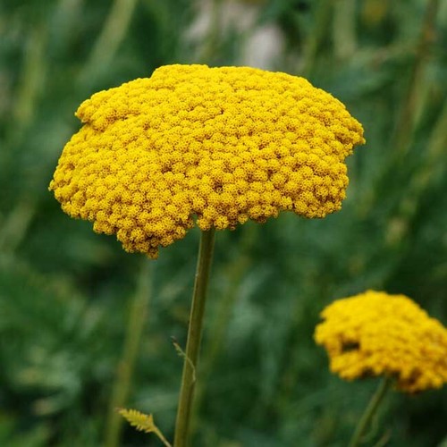 Achillea filipendulina cloth - achillea,