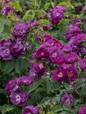 Rose rhapsody blue - rose, in