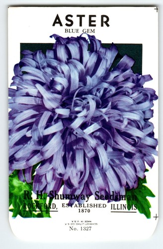 Shumway seedsman aster blue - aster,