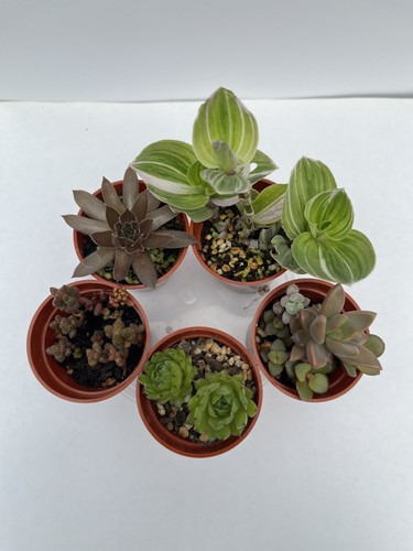 Succulent cacti mix 5 - &,