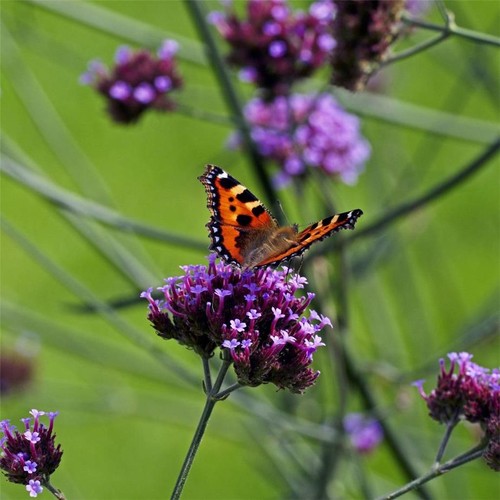 Verbena bonariensis plants - verbena, x