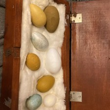 Mixed replica bird eggs in