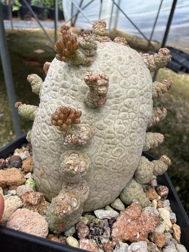 Rare live house plant - live,